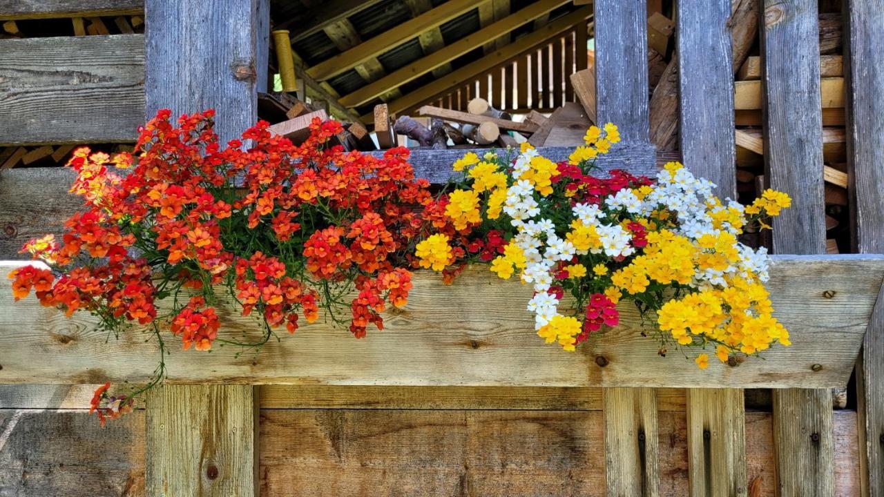 La Gerla Casa Vacanze Dolomiti Perarolo di Cadore ภายนอก รูปภาพ